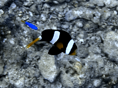 Amphiprion clarkii