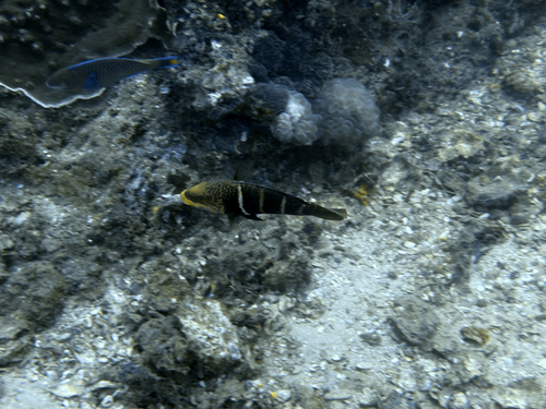 Hemigymnus fasciatus