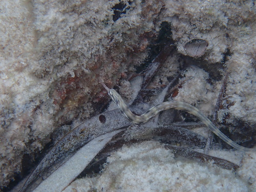 Corythoichthys haematopterus