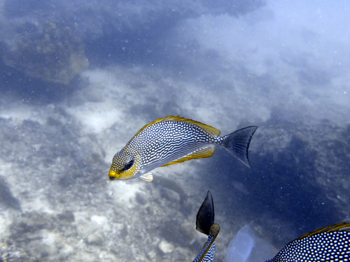 Siganus javus
