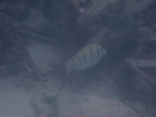 Acanthurus triostegus