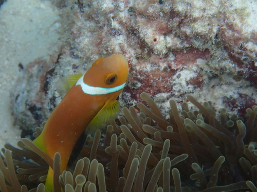 Amphiprion nigripes