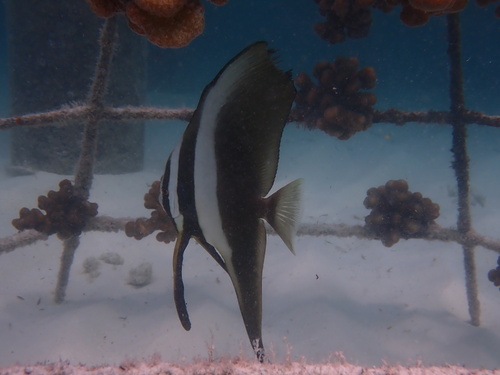 Platax teira