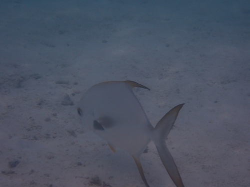Trachinotus blochii