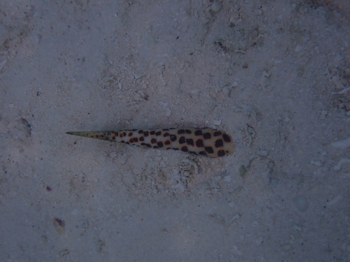 Terebra subulata