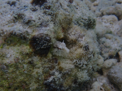 Petroscirtes mitratus