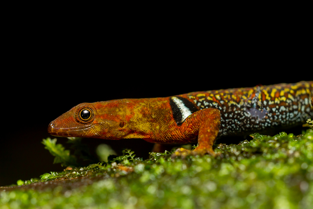 O'Shaughnessy's Gecko (Gonatodes concinnatus)