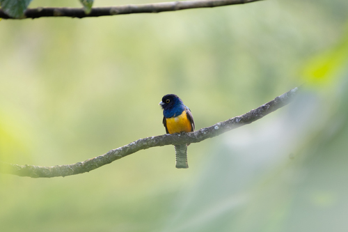 Gartered Violaceous Trogon