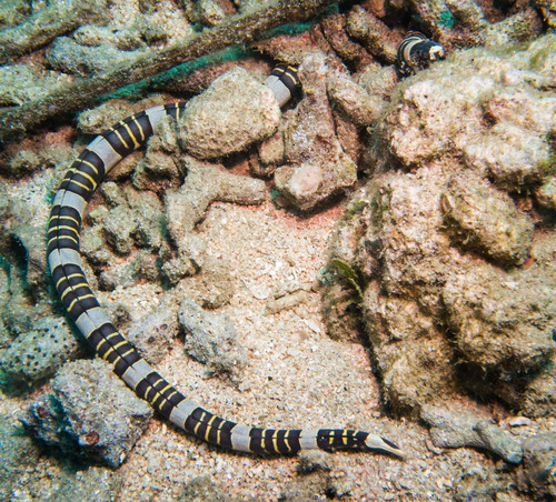 Convict snake eel — seen at this dive site