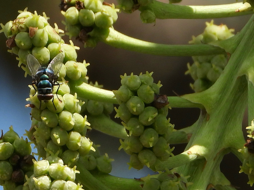 Copper-tailed Blowfly