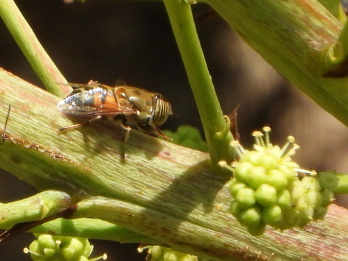 Stripe-eyed Lagoon Fly