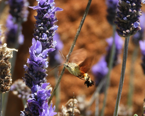 African Hummingbird Hawkmoth