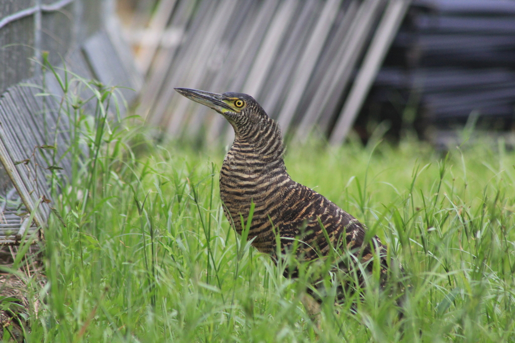 Forest Bittern (Zonerodius heliosylus) photo