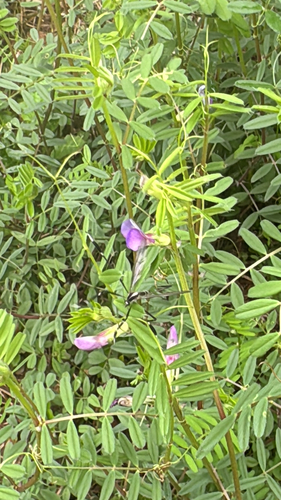 Unknown species found near Delmont Dr, Goose Creek, SC, US
