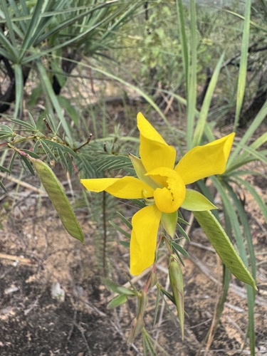 Chamaecrista desvauxii