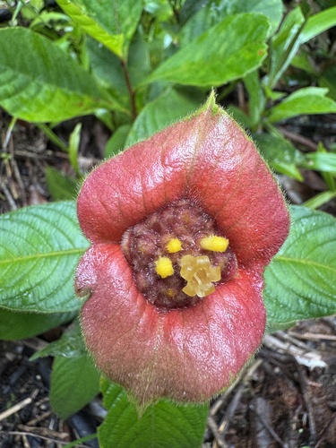 sore-mouth bush