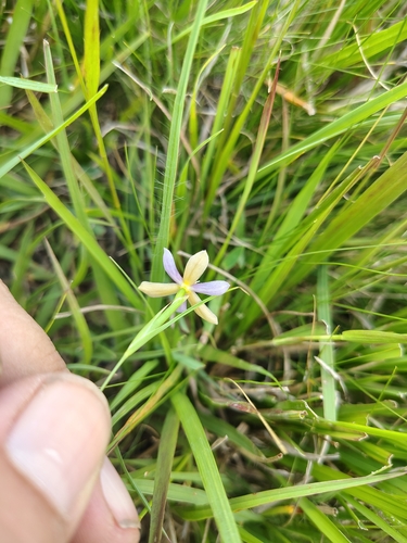 Calydorea approximata