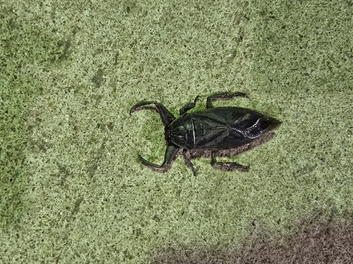 African Giant Water Bug
