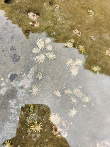 Siphonaria maura