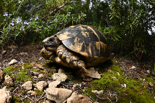 Testudo graeca nabeulensis