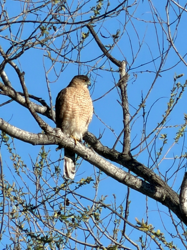 iNaturalist observation photo of Cooper's Hawk