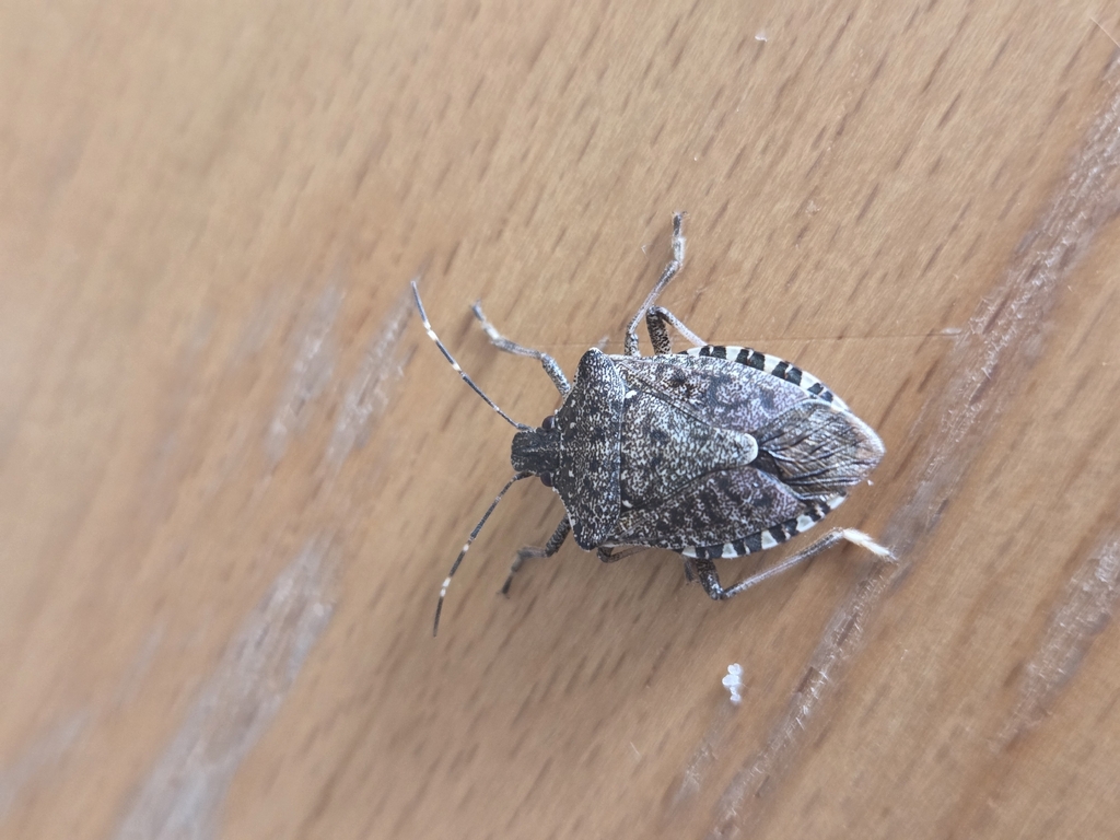 Brown Marmorated Stink Bug from Wernberg, 9241, Österreich on February ...