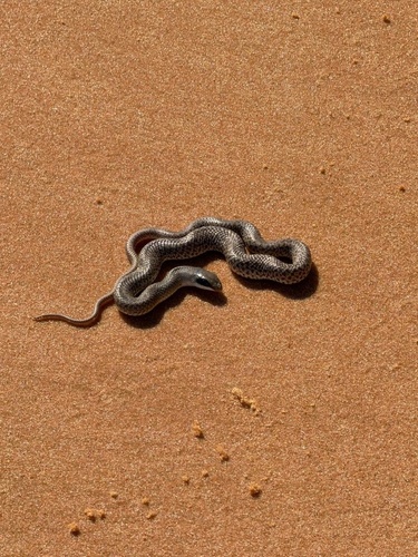 Eastern Rufous Beaked Snake