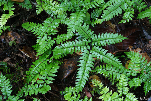 Adiantum latifolium