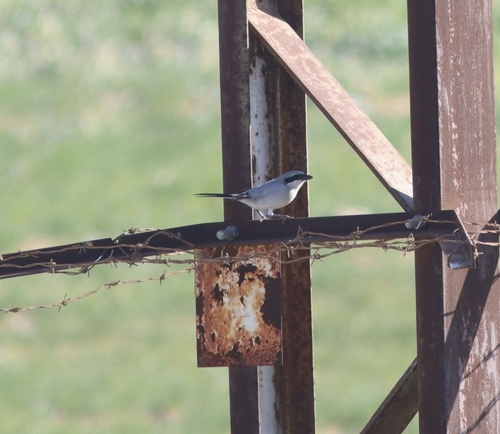 Great Gray Shrike