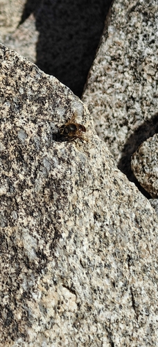 Unknown species found near San Diego County, CA, USA