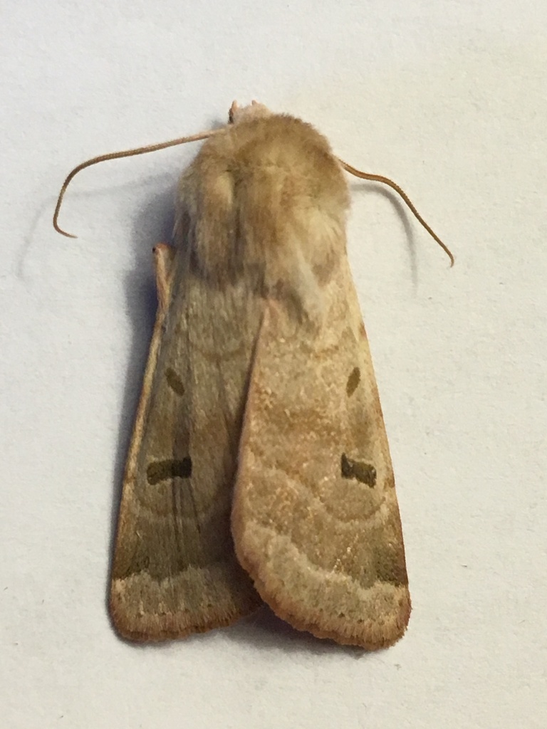 Yellow Dart (Noctuid Moths of Montana, USA) · iNaturalist