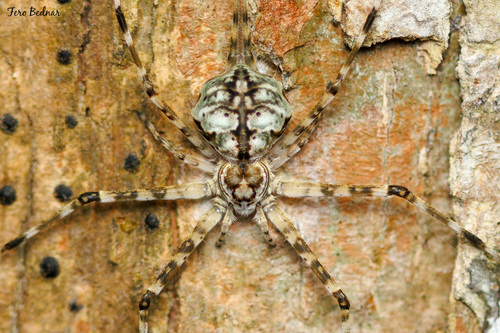 Hersilia caudata