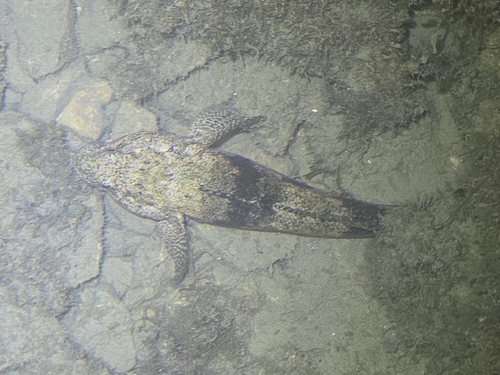 Gobius cobitis