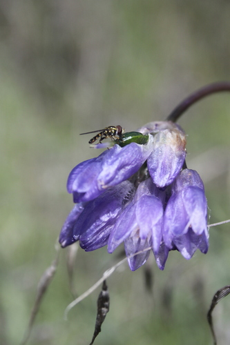 Unknown species found near Napa County, CA, USA
