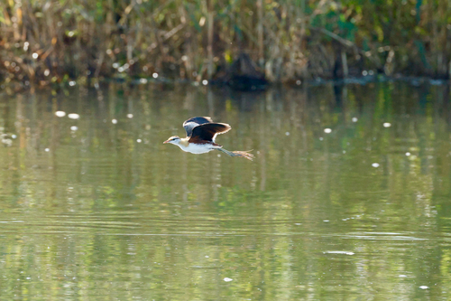 Lesser Jacana