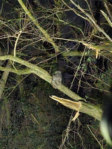 View observation of {o.common_name} on iNaturalist