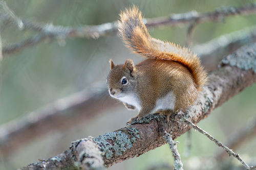 American Red Squirrel