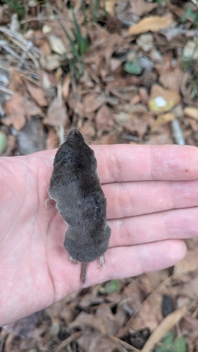 Southern Short-tailed Shrew observed by dougkaylor