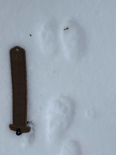 American Marten observed by toochill