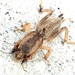 Mole and Ant Crickets - Photo (c) Ron Plinske, all rights reserved, uploaded by Ron Plinske