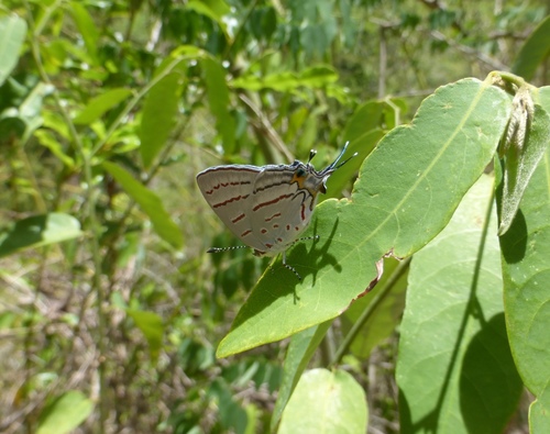 Malagasy Hairstreak