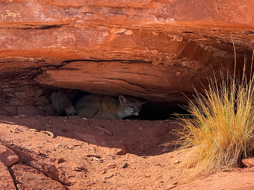 Kit Fox observed by mountainhag88