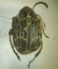 Bruchus incurvatus - Photo (c) Konstantin, all rights reserved, uploaded by Konstantin