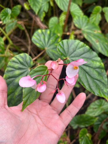 Begonia ramosii