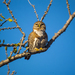 Cape Pygmy-Owl - Photo (c) Gerardo Marrón, all rights reserved