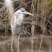 Great Blue Heron from Parson Point Trail, Smyrna, DE, US on February 21, 2026 at 12:43 PM by sarakenn