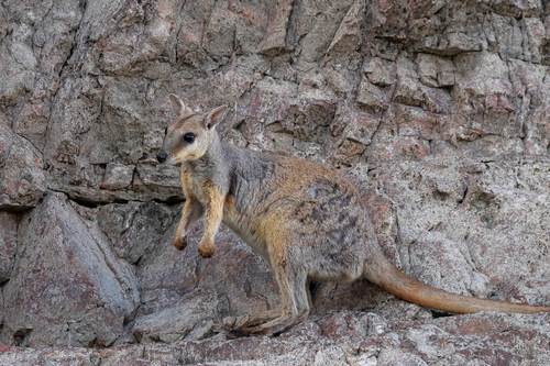 Western Short-eared Rock Wallaby