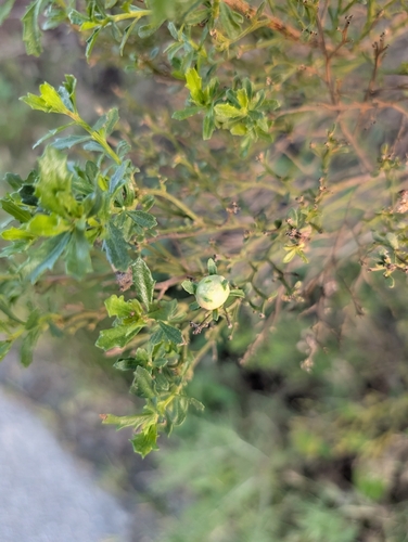Unknown species found near Coast-Newport Coast, Newport Beach, CA 92657, USA