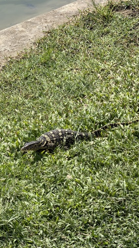 Indomalayan Water Monitor