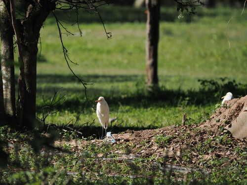 Eastern Cattle-Egret